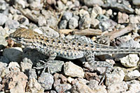 Northern Side-blotched Lizard