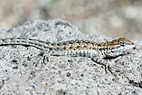 Northern Side-blotched Lizard