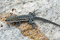 Northern Side-blotched Lizard