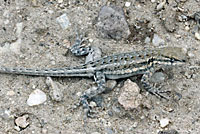 Northern Side-blotched Lizard