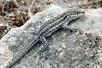 Northern Side-blotched Lizard