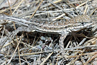 Northern Side-blotched Lizard