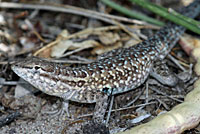 Eastern Side-blotched Lizard