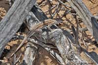 Eastern Side-blotched Lizard