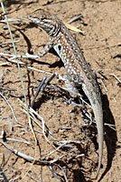 Eastern Side-blotched Lizard