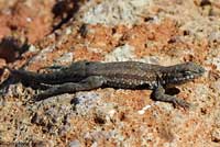 Western Side-blotched Lizard