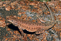 Plateau Side-blotched Lizard