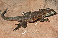 Western Side-blotched Lizard