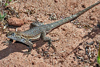 Western Side-blotched Lizard