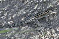 Eastern Side-blotched Lizard