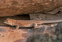 Plateau Side-blotched Lizard