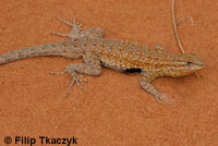 Plateau Side-blotched Lizard