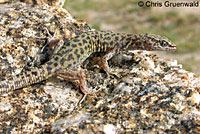 bezy's night lizard