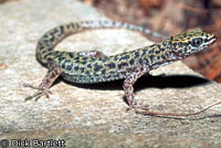 bezy's night lizard