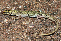 Arizona night lizard