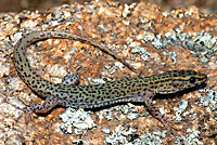 Arizona Night Lizard