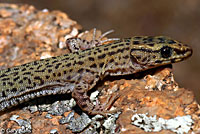 Arizona Night Lizard