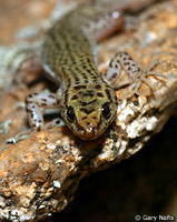 Arizona Night Lizard