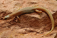 Utah night lizard