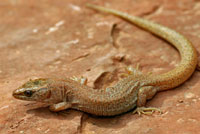 Desert Night Lizard