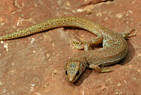 Desert Night Lizard