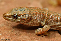 Desert Night Lizard