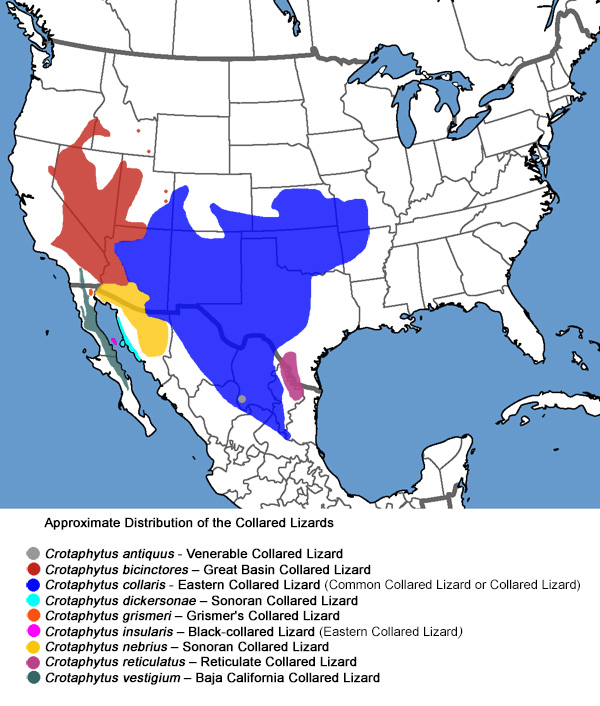 Sonoran Collared Lizard