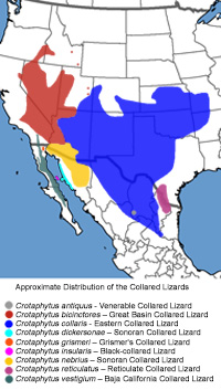 Sonoran Collared Lizard