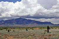 Desert Massasauga habitat