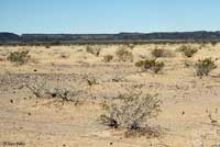 Sonoran Sidewinder habitat