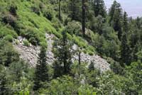 Western Twin-spotted Rattlesnake habitat