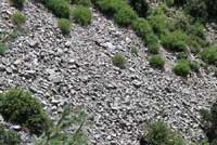 Western Twin-spotted Rattlesnake habitat