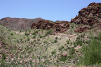 Tiger Rattlesnake habitat