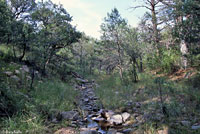 Arizona Ridge-nosed Rattlesnake habitat