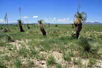 Desert Grassland Whiptail habitat