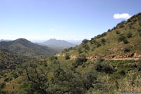 Northern Green Ratsnake habitat