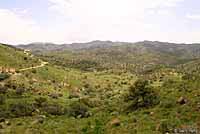 Thornscrub Hook-nosed Snake habitat