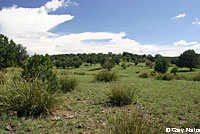 Arizona Ridge-nosed Rattlesnake habitat