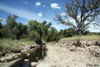 Western Black-necked Gartersnake habitat