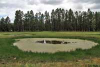 Wandering Gartersnake habitat