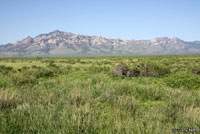 Plains Black-headed Snake habitat