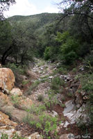 Chihuahuan Black-headed Snake habitat