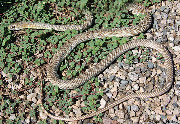 Arizona Coralsnake