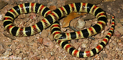Tucson Shovel-nosed Snake