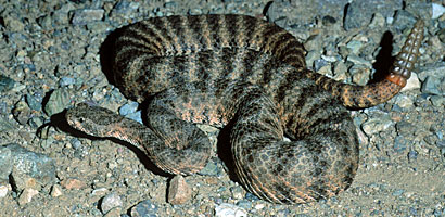 Tiger Rattlesnake