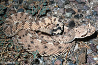 Sonoran Sidewinder