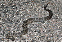Arizona Black Rattlesnake