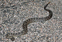 Arizona Black Rattlesnake