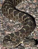 Arizona Black Rattlesnake