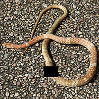 Sonoran Whipsnake